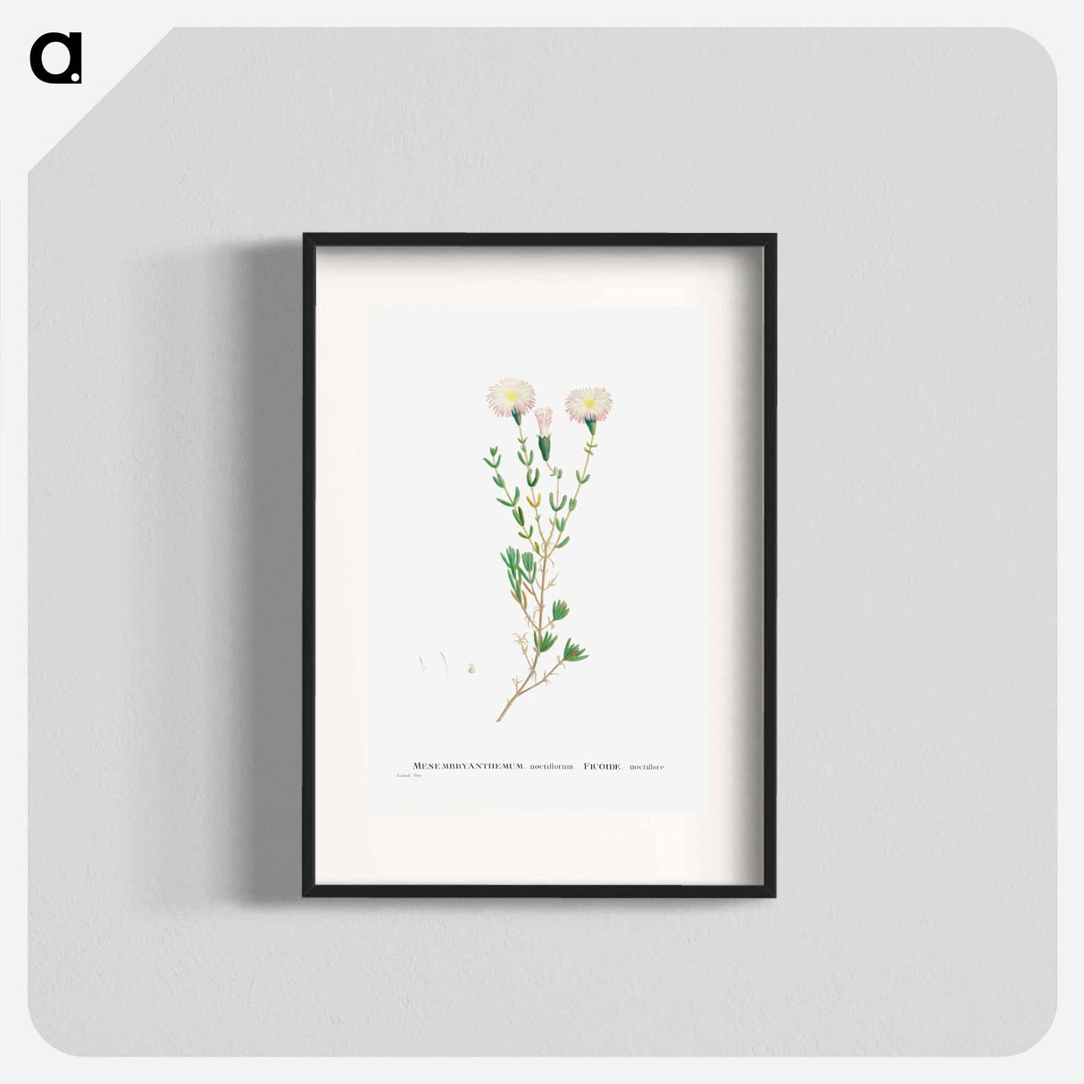 Mesembryanthemum Nodiflorum (Slenderleaf Iceplant) - Pierre-Joseph Redouté Poster.
