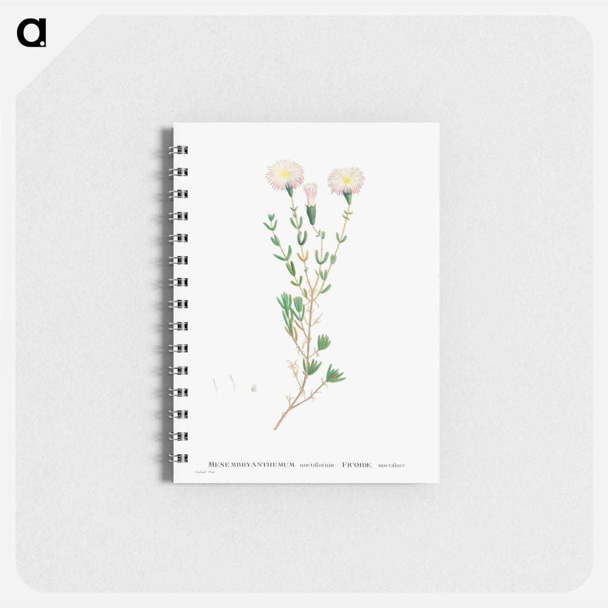 Mesembryanthemum Nodiflorum (Slenderleaf Iceplant) - ピエール ジョゼフ ルドゥーテ Memo.