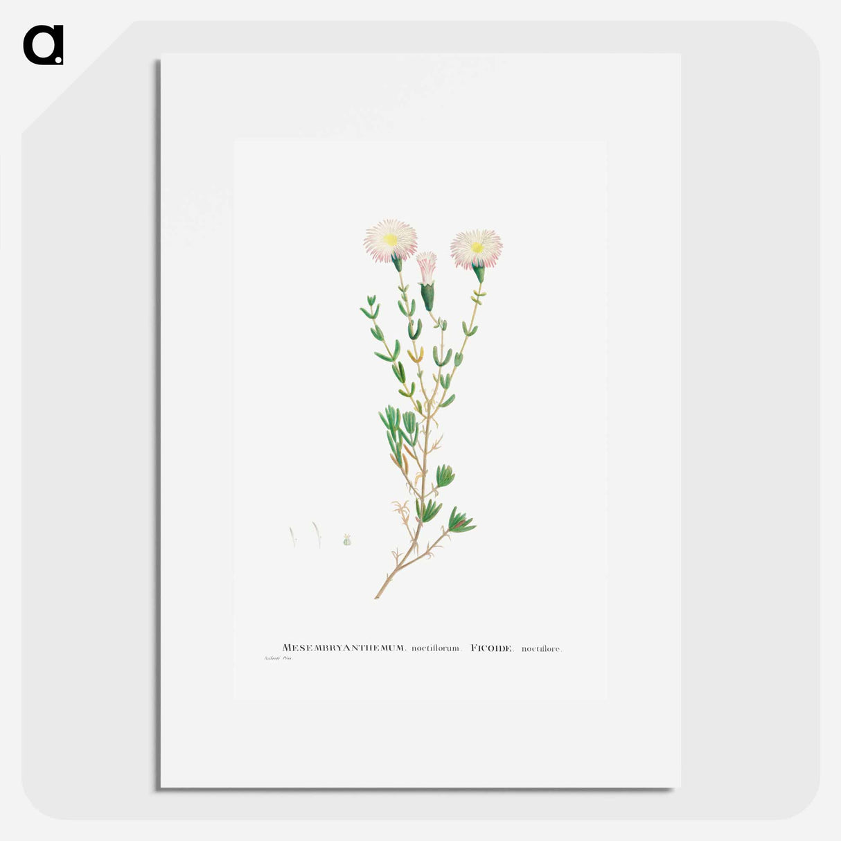 Mesembryanthemum Nodiflorum (Slenderleaf Iceplant) - Pierre-Joseph Redouté Poster.