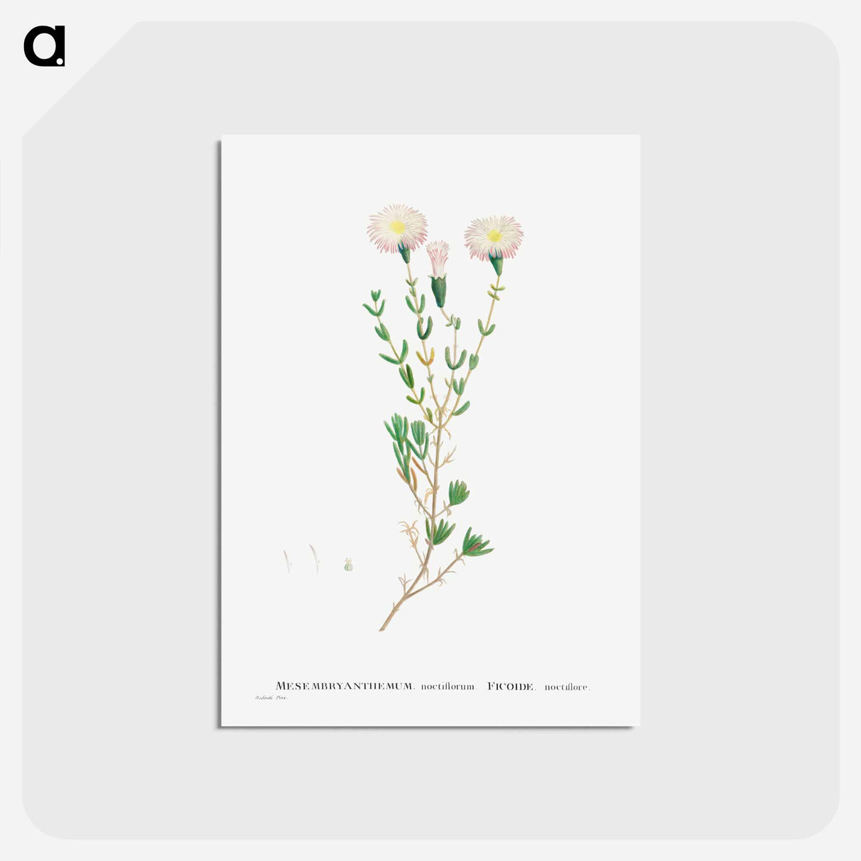 アートポストカード-Mesembryanthemum Nodiflorum (Slenderleaf Iceplant) - ピエール ジョゼフ ルドゥーテ Postcard.