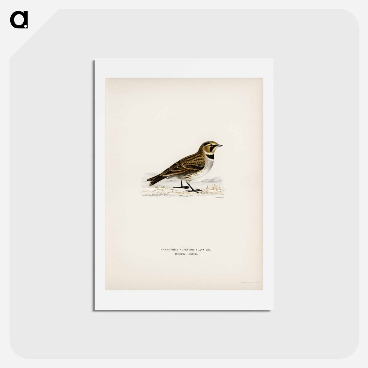 アートポストカード-Horned Lark
- スヴェンスカ フォグラル Postcard.