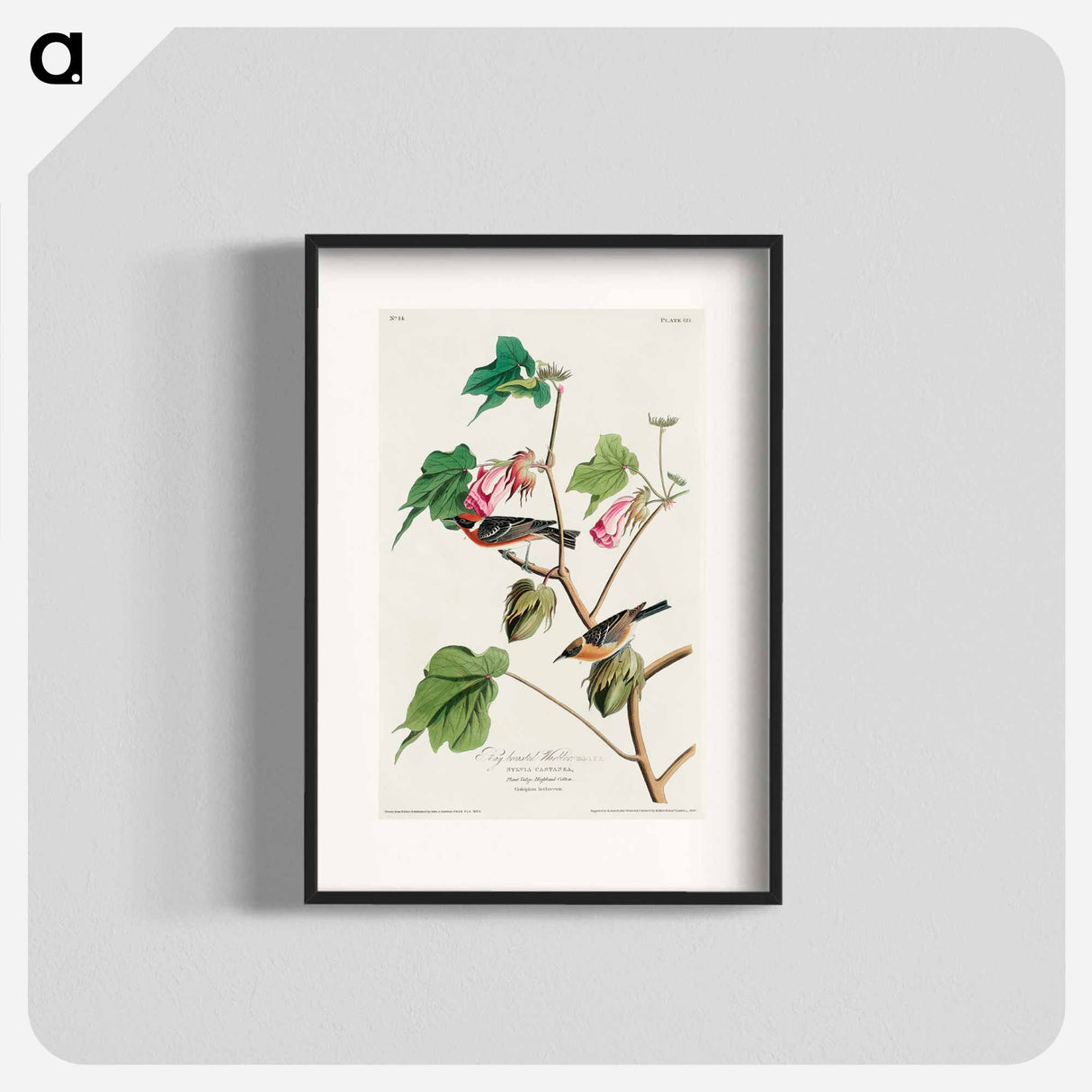 アートポスター-Bay-breasted Warbler from Birds of America
- アメリカの鳥たち Poster.