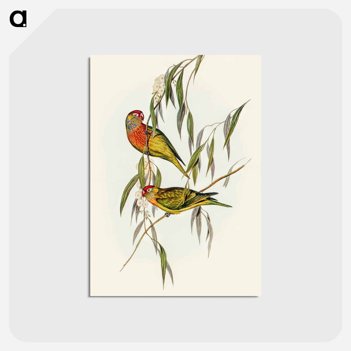 アートポストカード-Varied Lorikeet
- オーストラリアの鳥 Postcard.