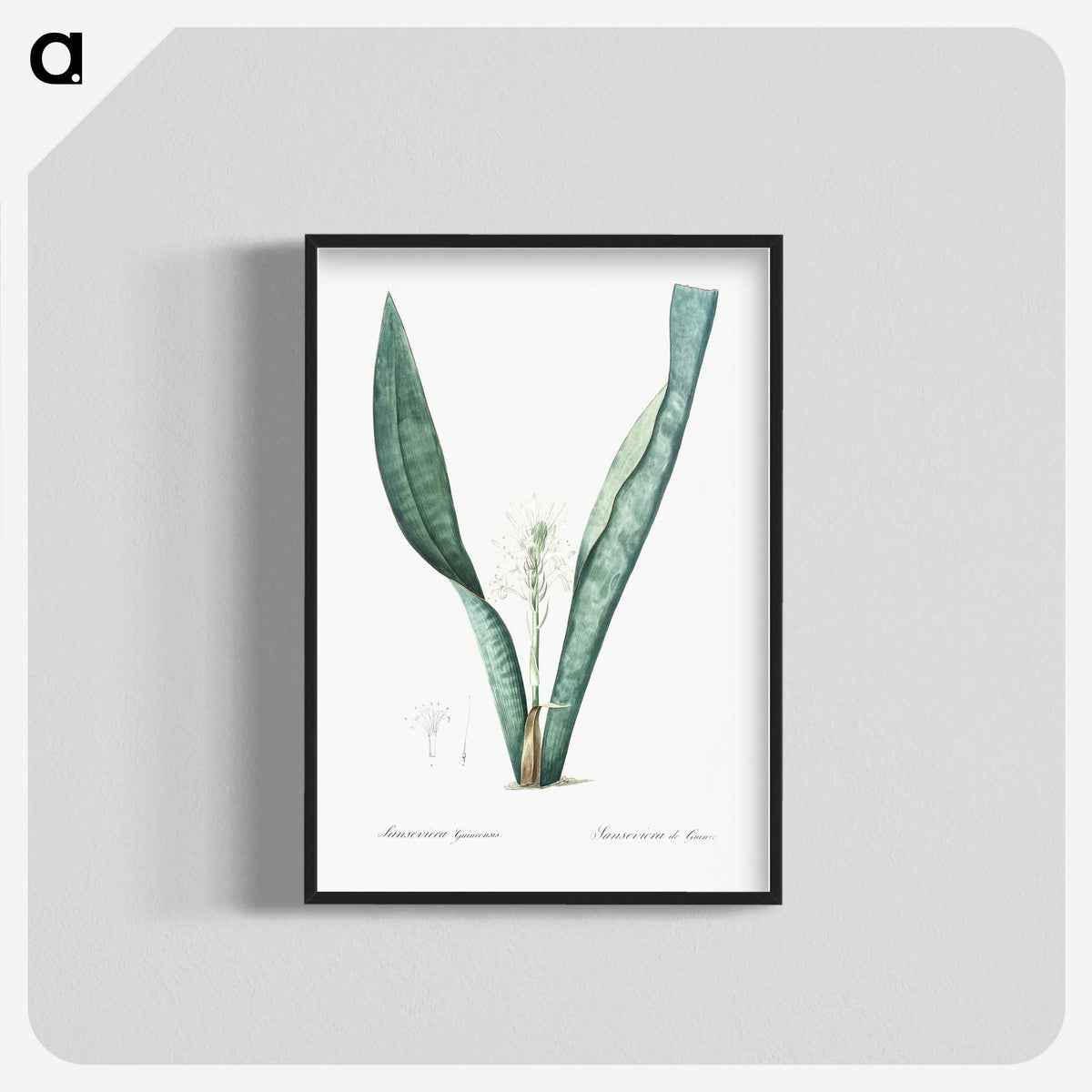 3-30_The-Lilies_blk-crop
