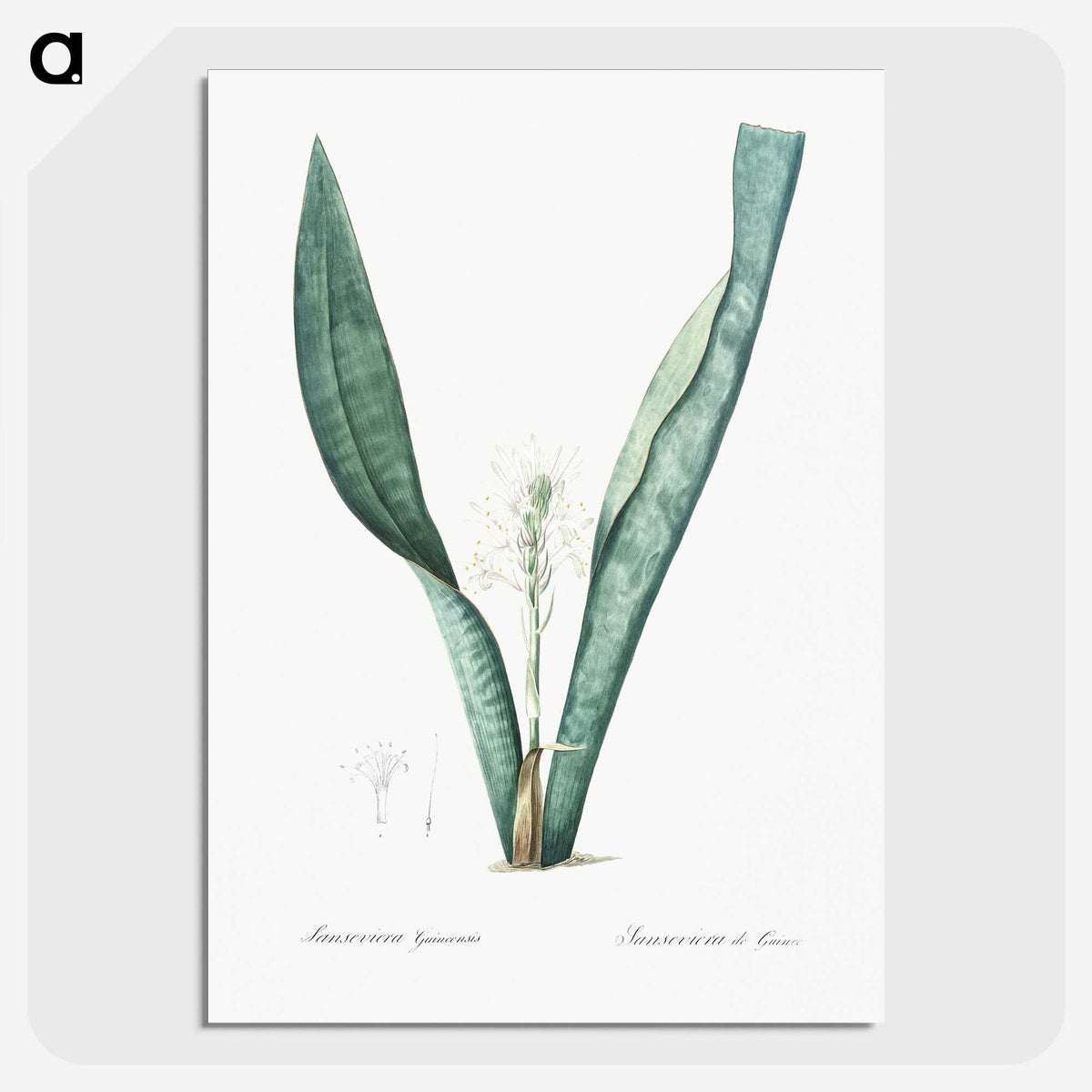 3-30_The-Lilies_picture-crop
