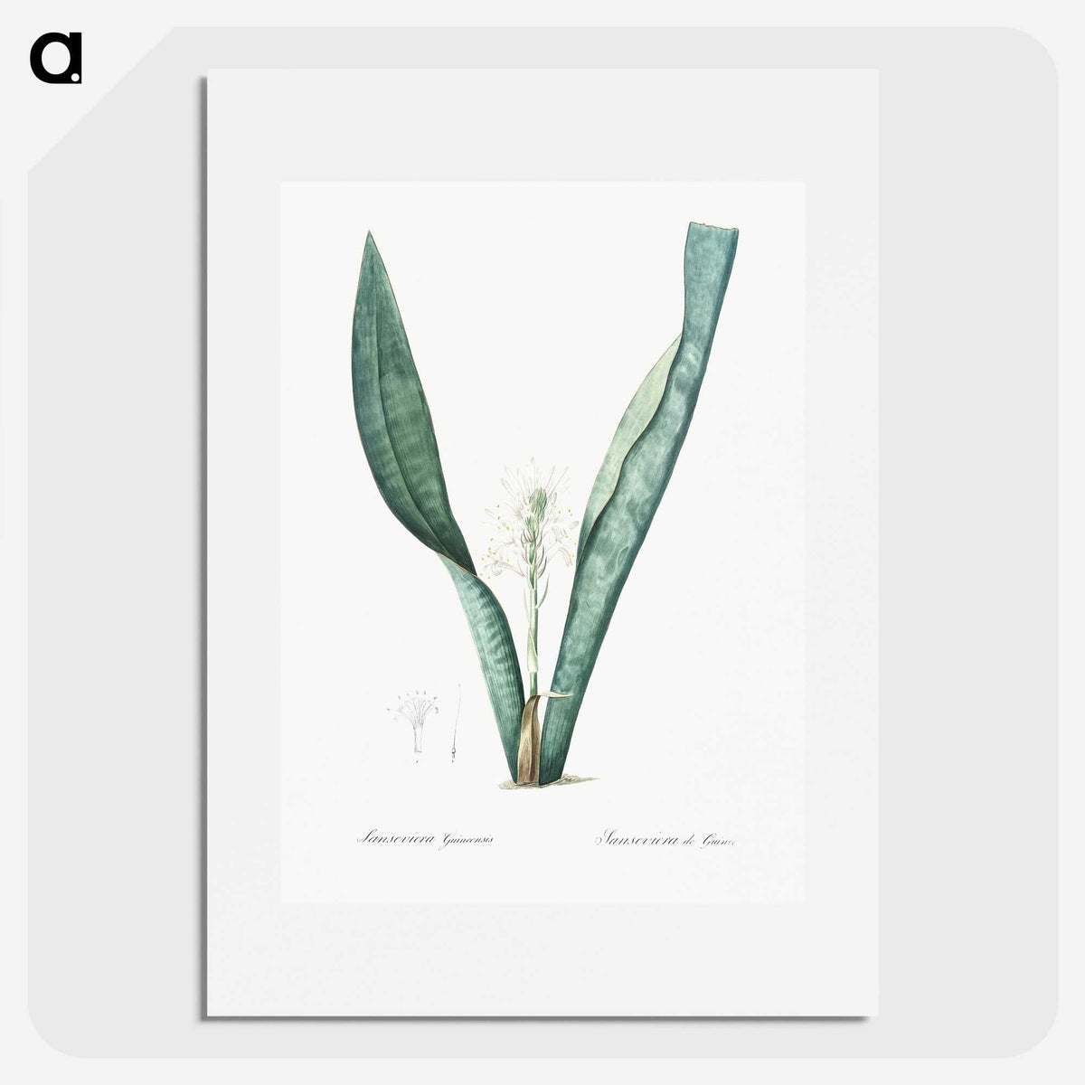 3-30_The-Lilies_picture