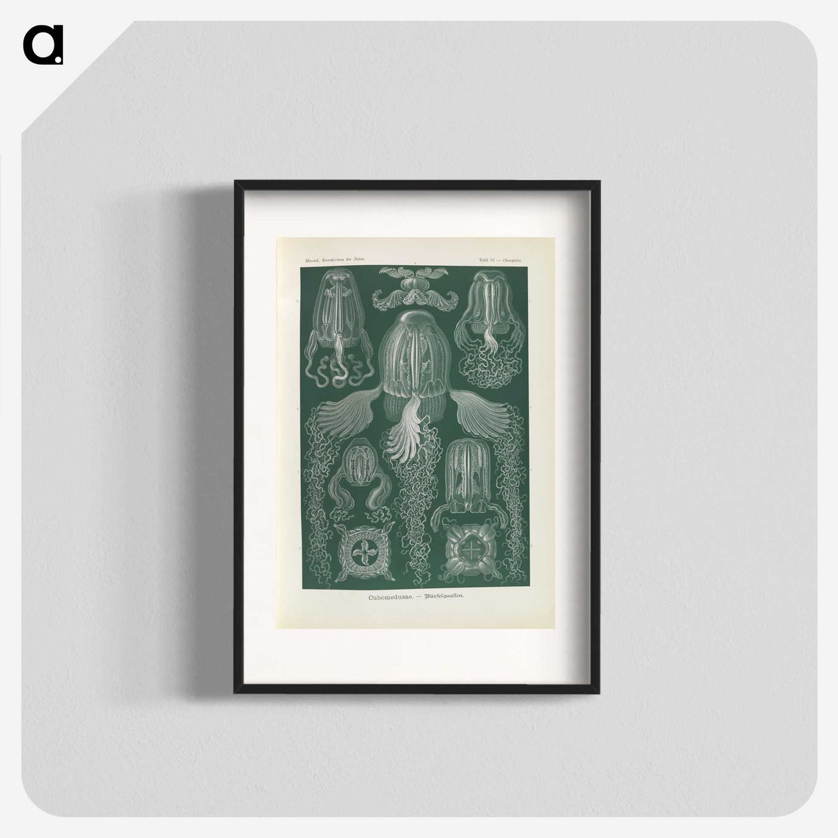 3-31_Ernst-Haeckel_blk