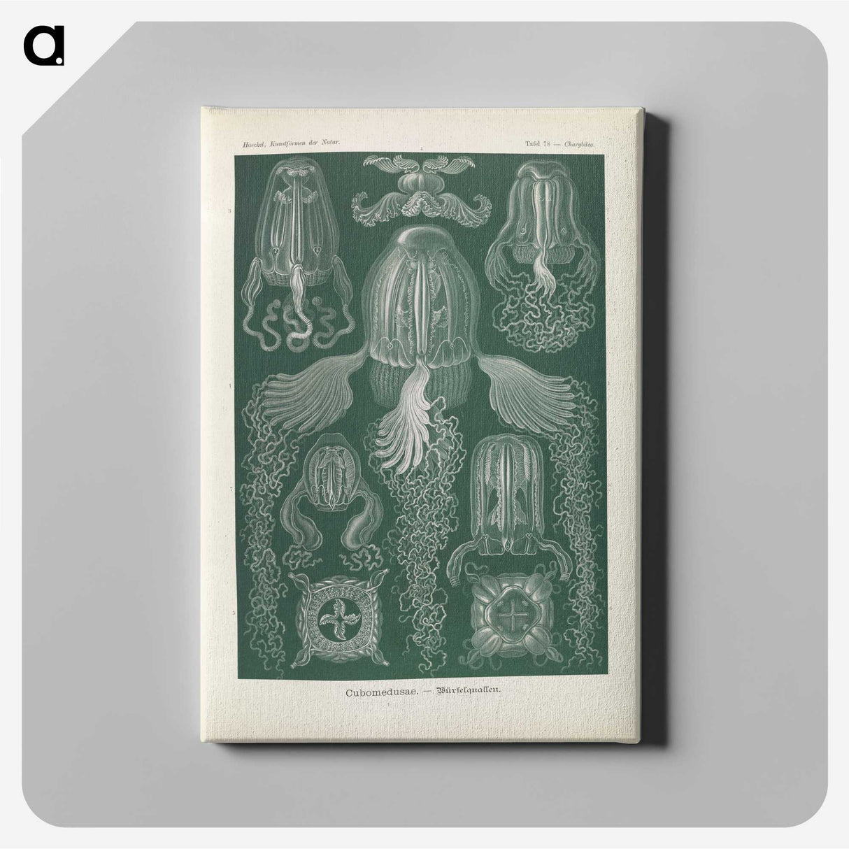 3-31_Ernst-Haeckel_canvas