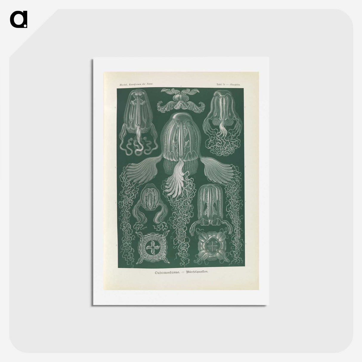 3-31_Ernst-Haeckel_hagaki