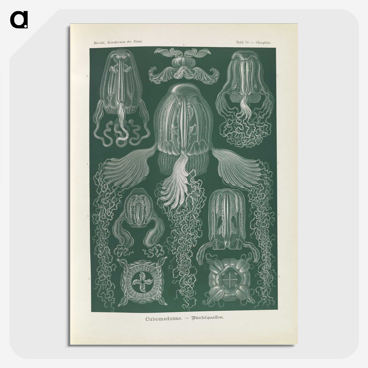 3-31_Ernst-Haeckel_picture-crop
