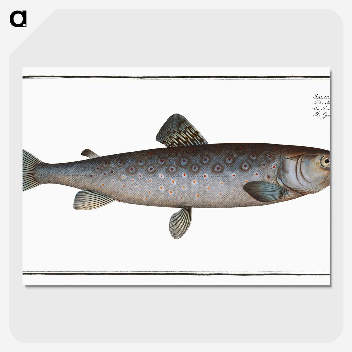 3-31_Ichtyologie-ou-Histoire-naturelle_picture-crop