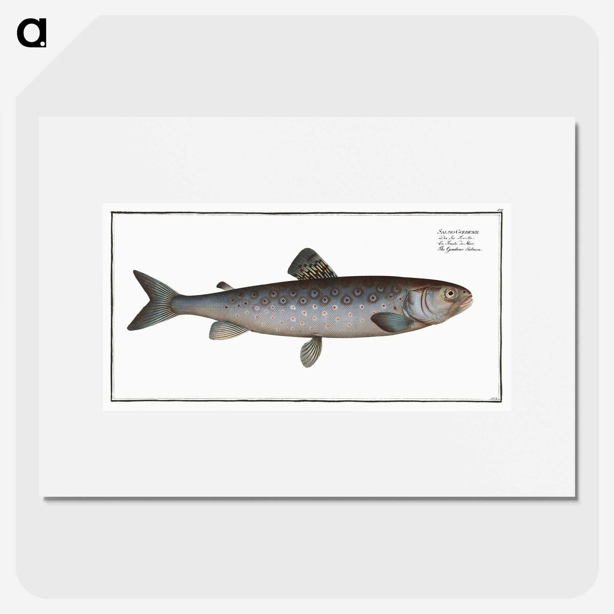 3-31_Ichtyologie-ou-Histoire-naturelle_picture