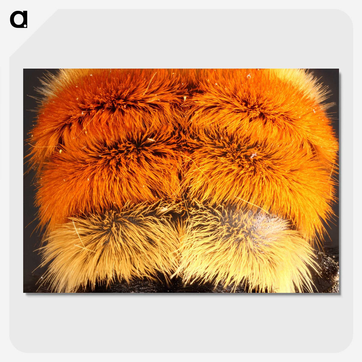 3-31_Insects-Unlocked-Project_picture-crop