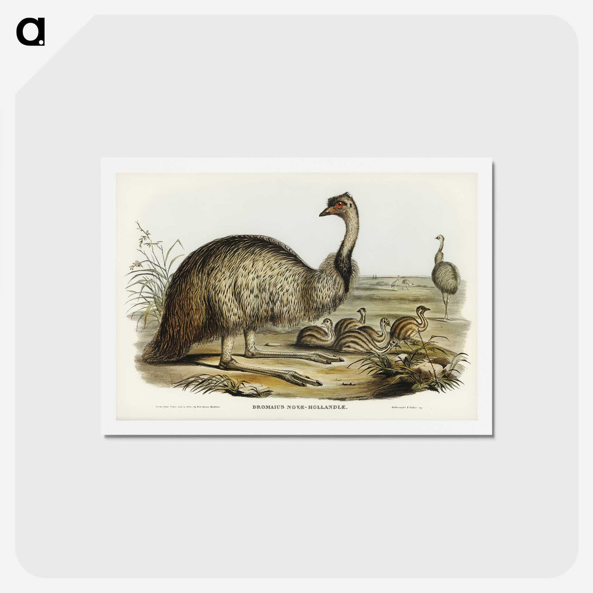 3-31_John-Gould_hagaki