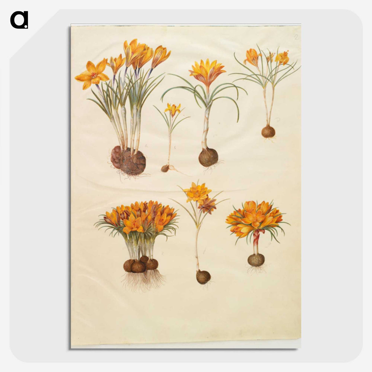 3-31_Maria-Sibylla-Merian_picture-crop