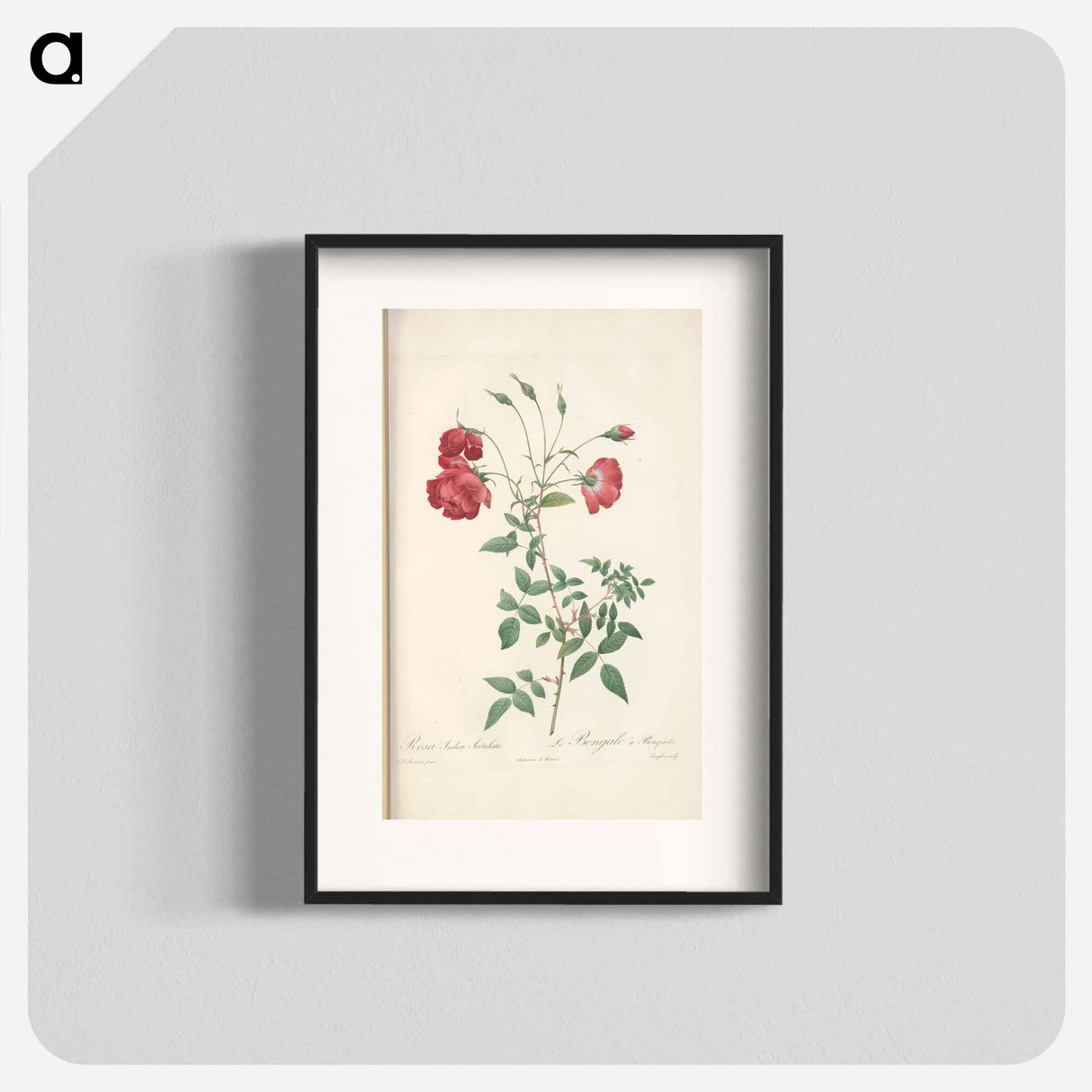 Rose illustration - ピエール ジョゼフ ルドゥーテ Poster.