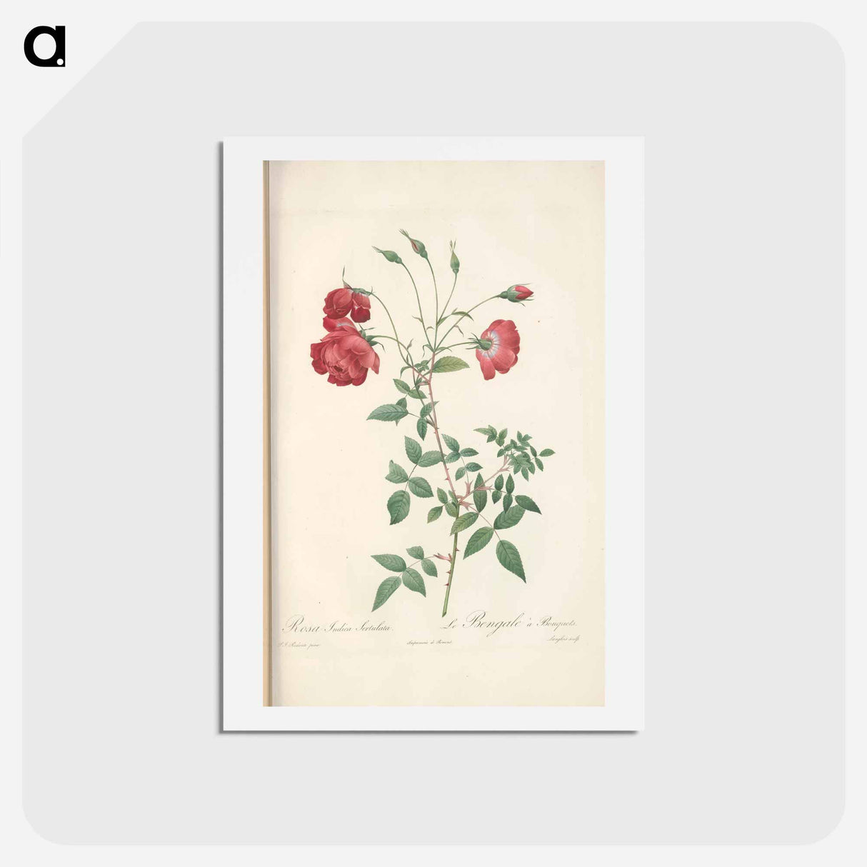 アートポストカード-Rose illustration - ピエール ジョゼフ ルドゥーテ Postcard.