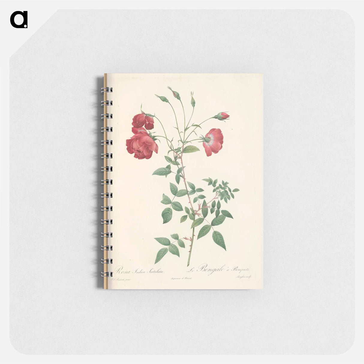 Rose illustration - ピエール ジョゼフ ルドゥーテ Memo.