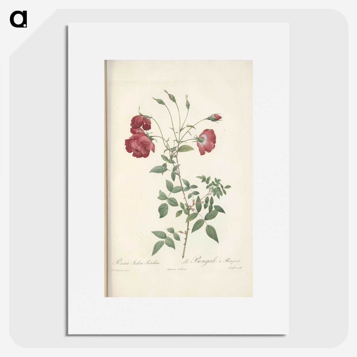 3-31_Pierre-Joseph-Redoute_picture