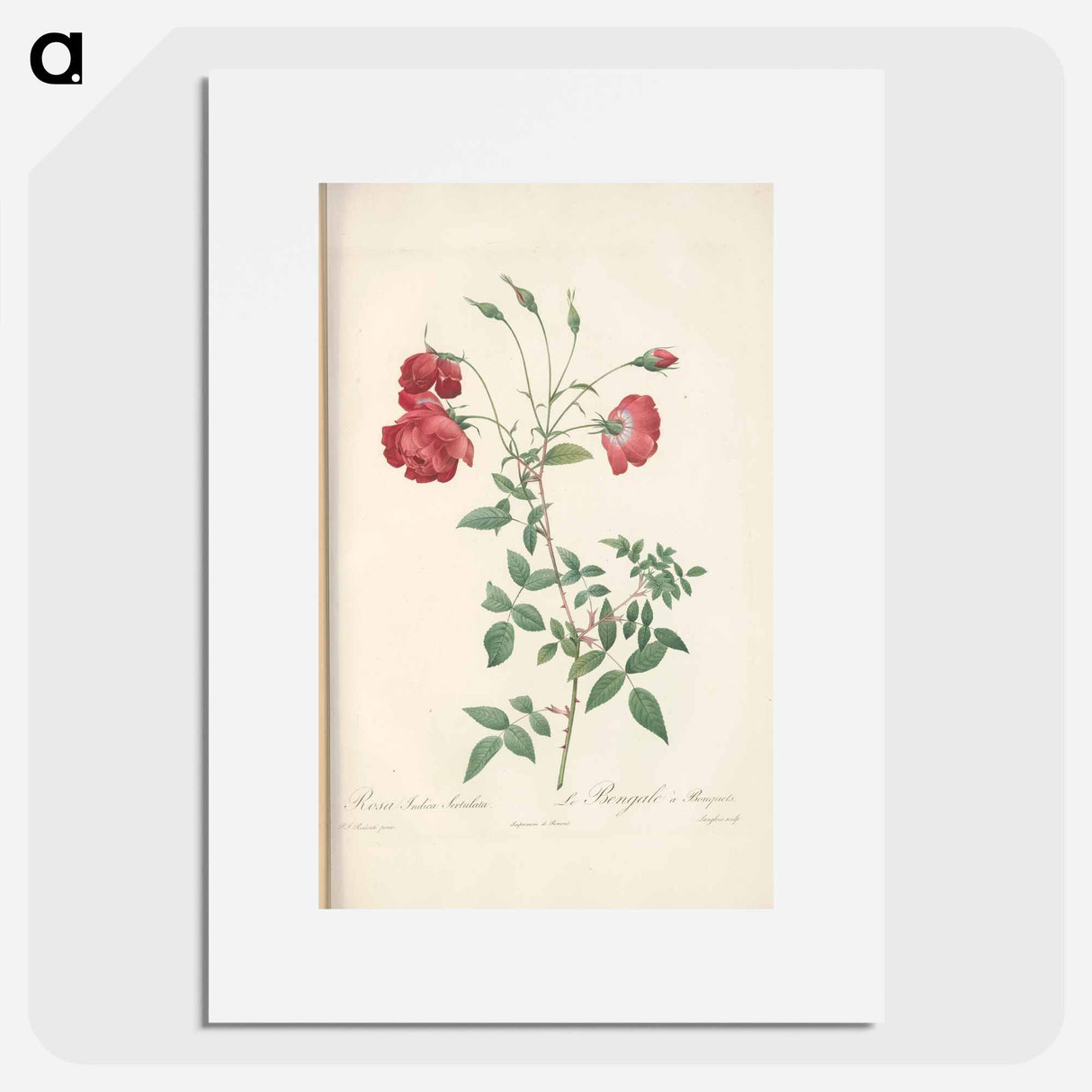 Rose illustration - ピエール ジョゼフ ルドゥーテ Poster.