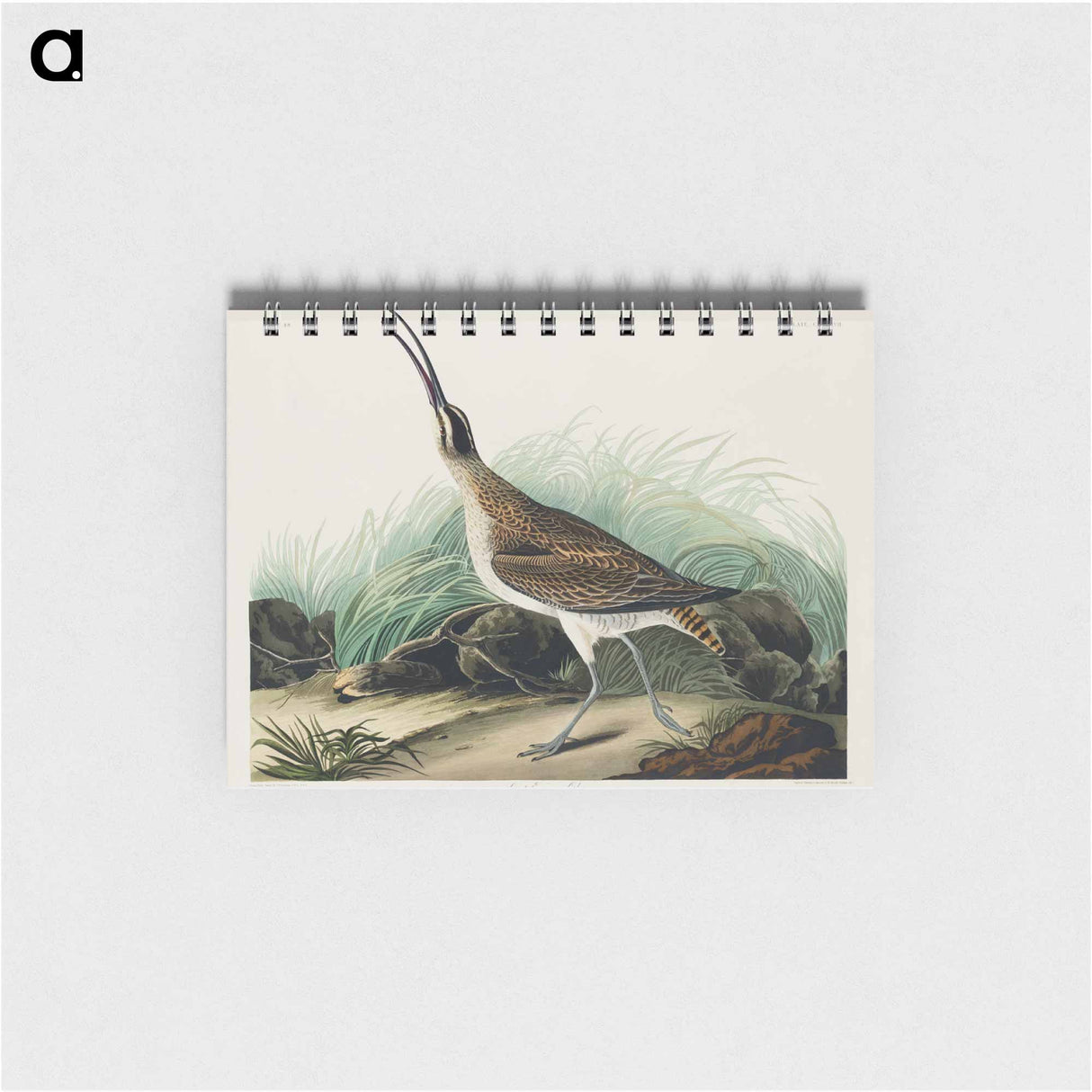 アートメモ帳-Hudsonian Curlew from Birds of America
- アメリカの鳥たち Memo.