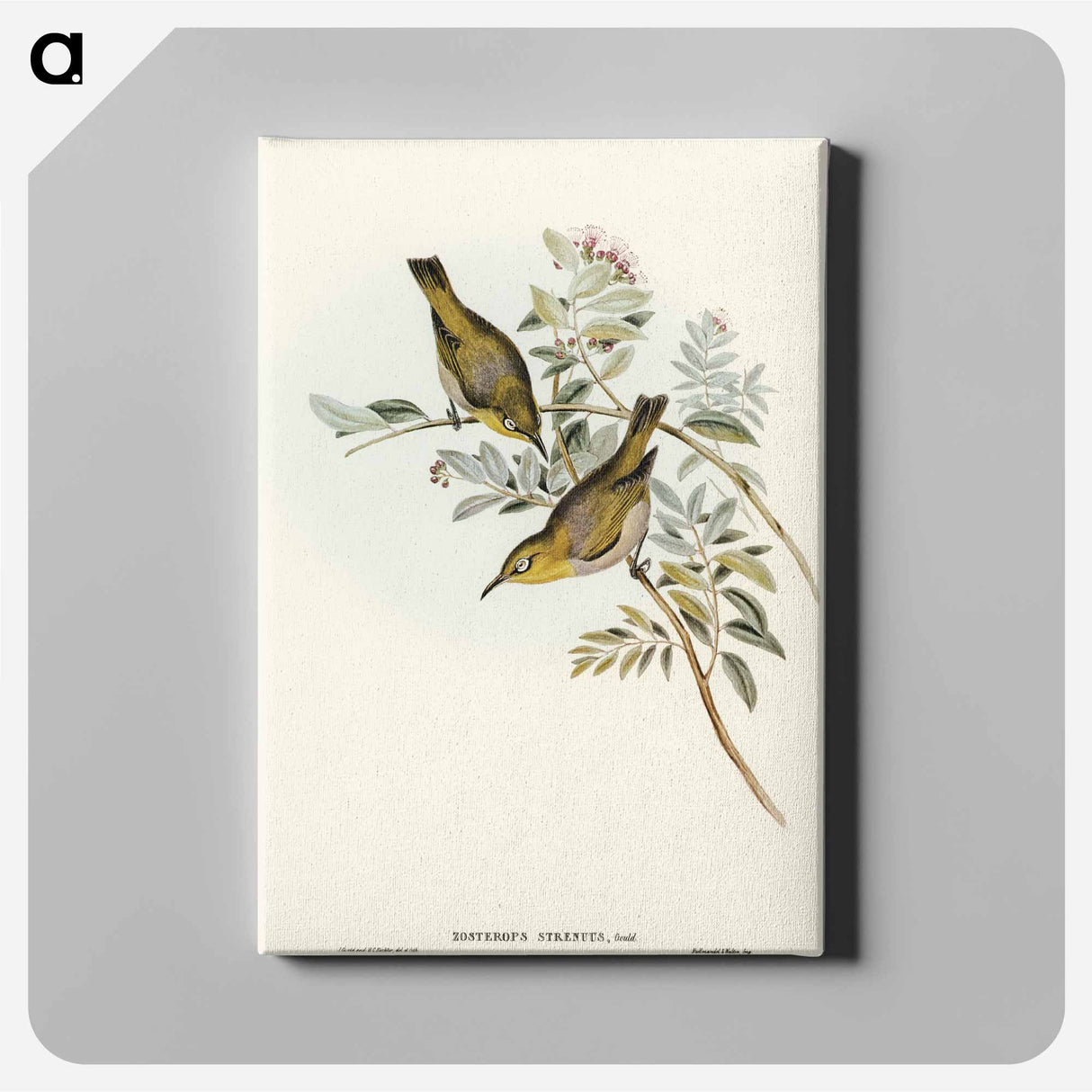Robust Zosterops
- オーストラリアの鳥 Canvas.