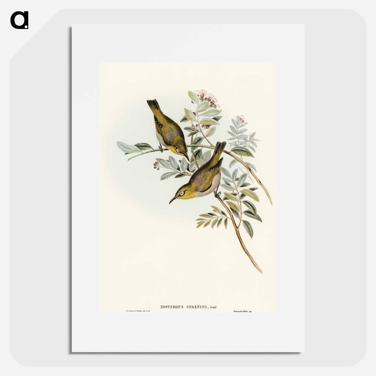 Robust Zosterops
- オーストラリアの鳥 Poster.