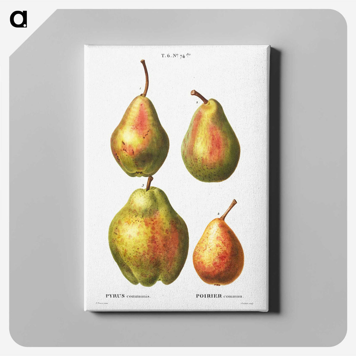 3-31_Treatise-on-Trees-and-Shrubs_canvas