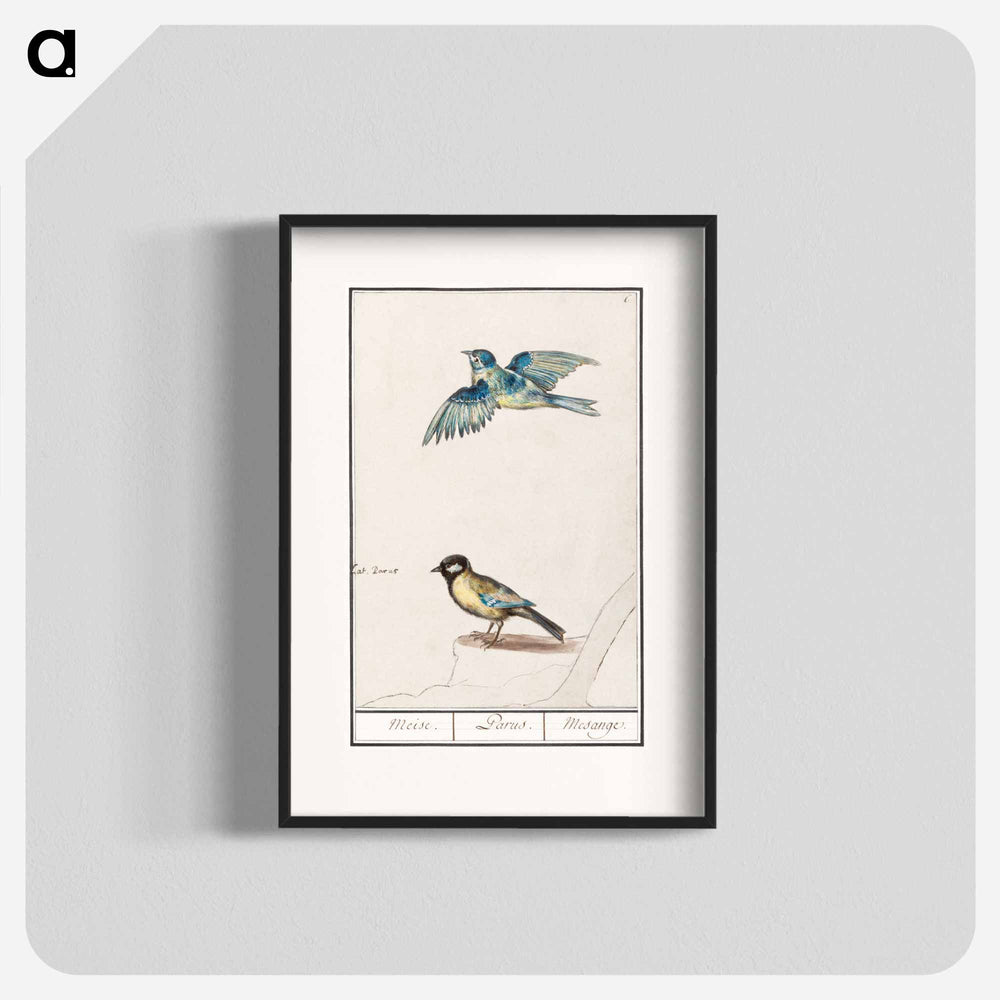 Blue tit, cyanistes caeruleus and great tit, parus major - アンセルムス ボエティウス デ ブート Poster.