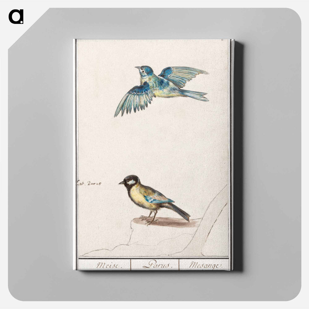 Blue tit, cyanistes caeruleus and great tit, parus major - アンセルムス ボエティウス デ ブート Canvas.