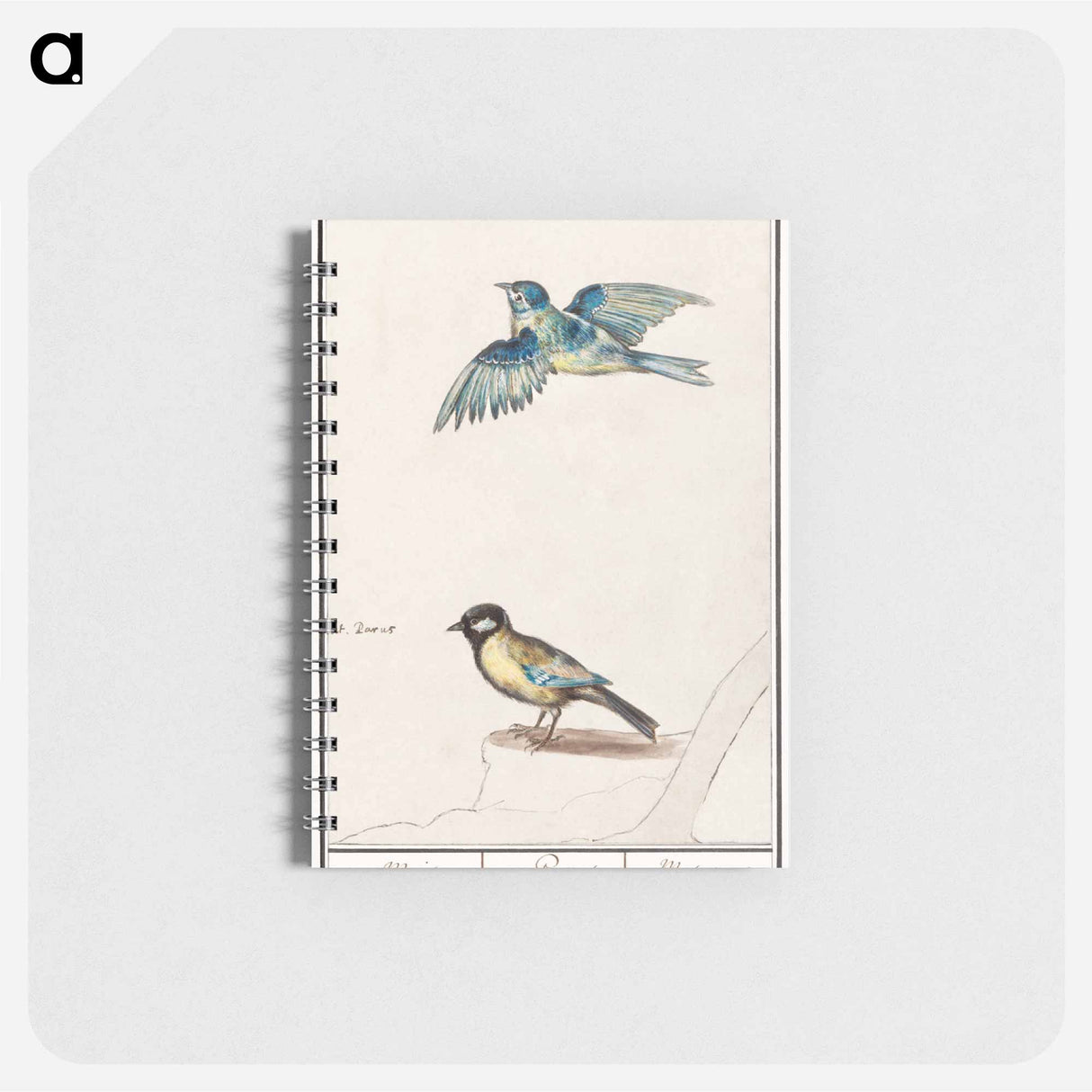アートメモ帳-Blue tit, cyanistes caeruleus and great tit, parus major - アンセルムス ボエティウス デ ブート Memo.