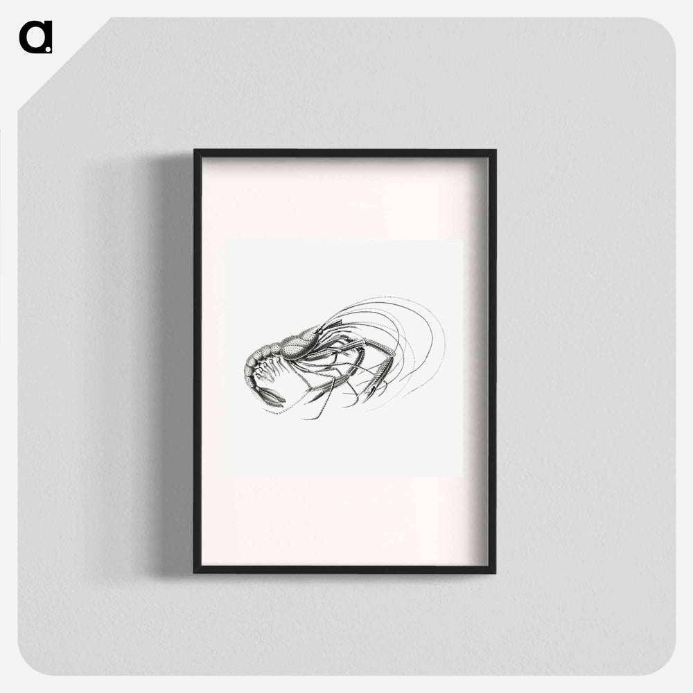 Vintage prawn marine life illustration - エルンスト ヘッケル Poster.