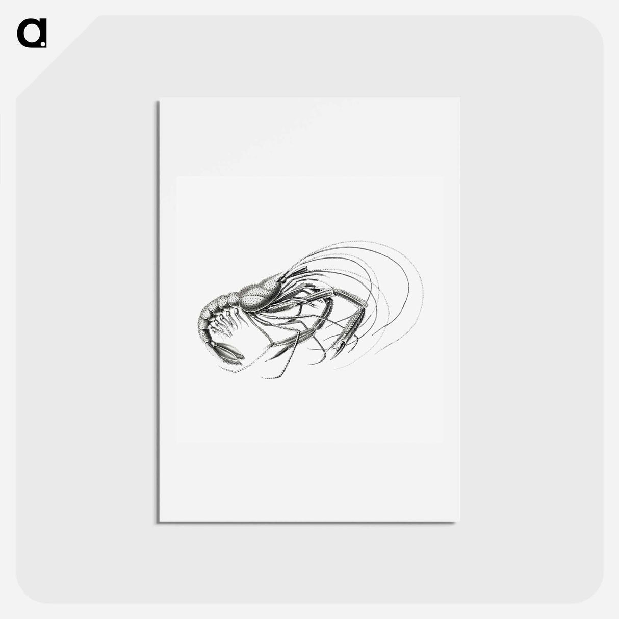 アートポストカード-Vintage prawn marine life illustration - エルンスト ヘッケル Postcard.