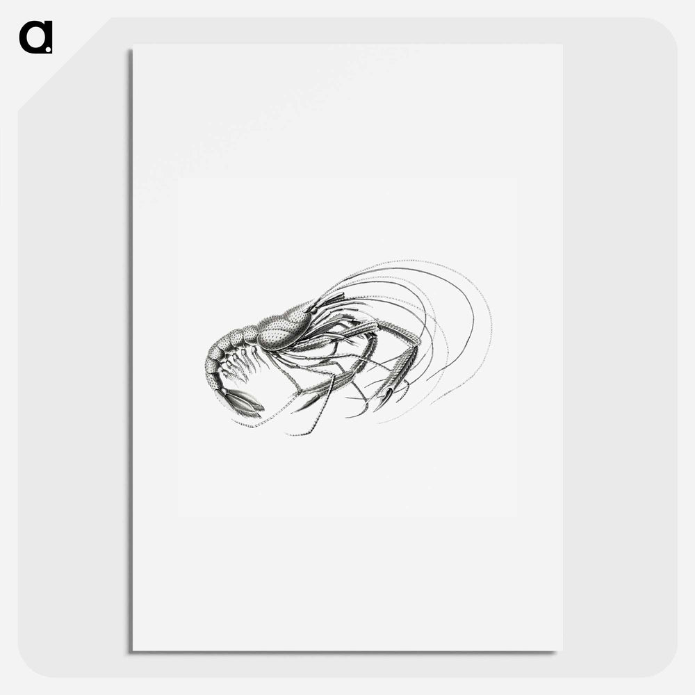 Vintage prawn marine life illustration - エルンスト ヘッケル Poster.