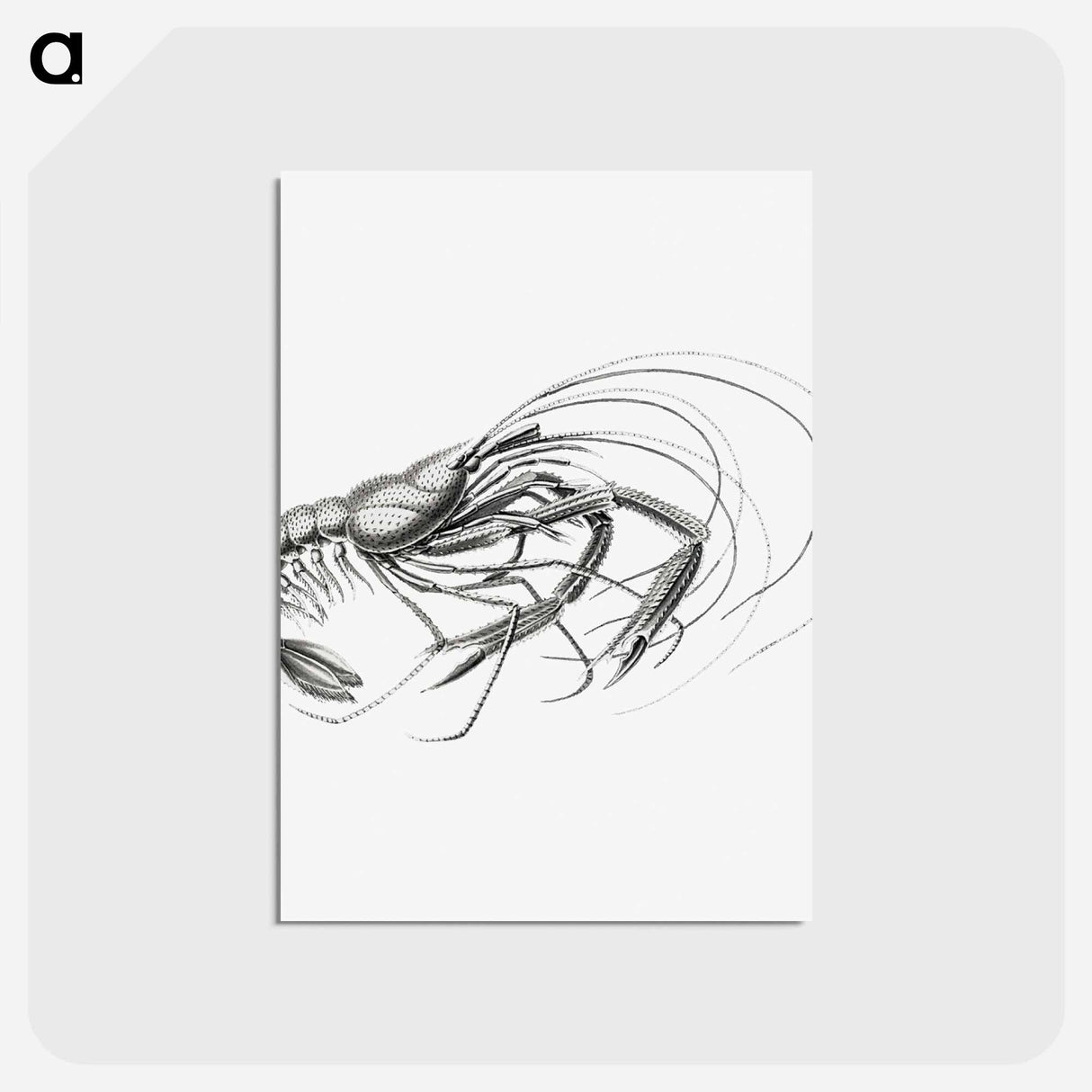 アートポストカード-Vintage prawn marine life illustration - エルンスト ヘッケル Postcard.