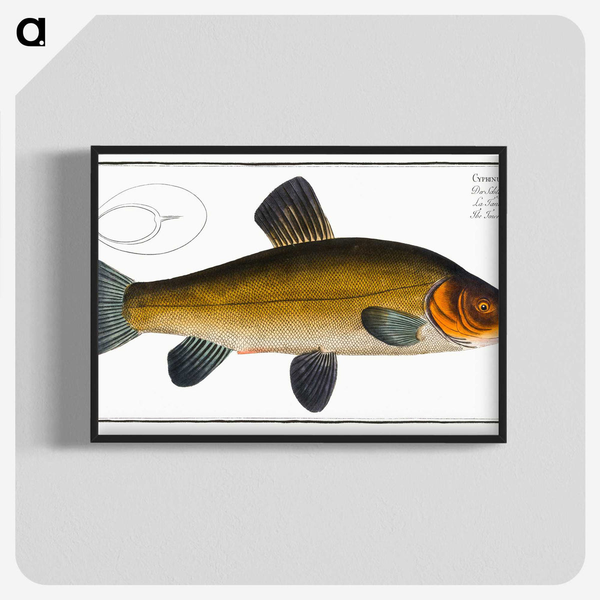 3-32_Ichtyologie-ou-Histoire-naturelle_blk-crop