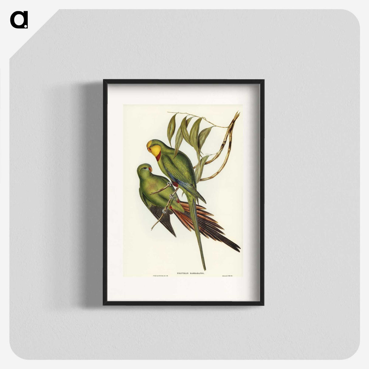 3-32_John-Gould_blk
