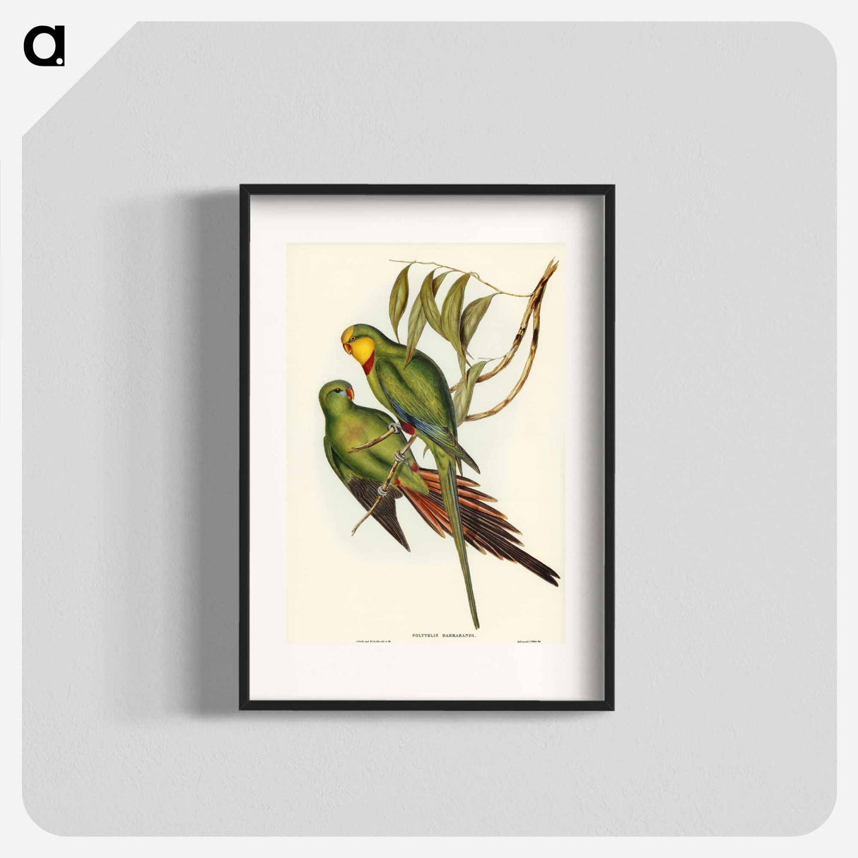 アートポスター-Black-tailed Parakeet
- ジョン グールド Poster.