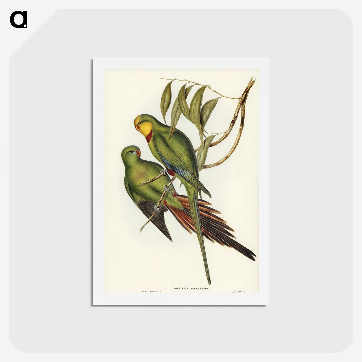 3-32_John-Gould_hagaki