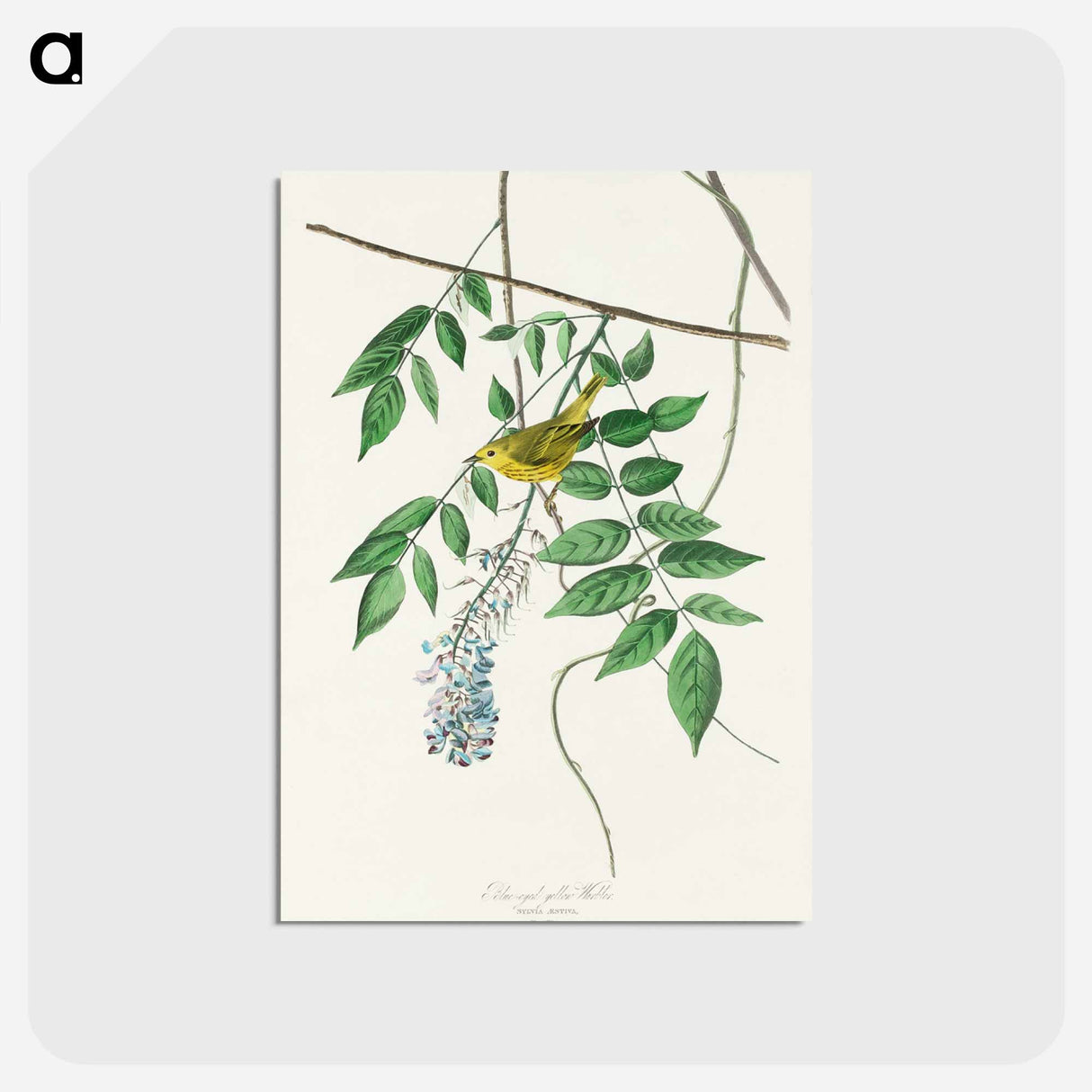 Blue-eyed Yellow Warbler
- ジョン ジェームス オーデュボン Postcard.