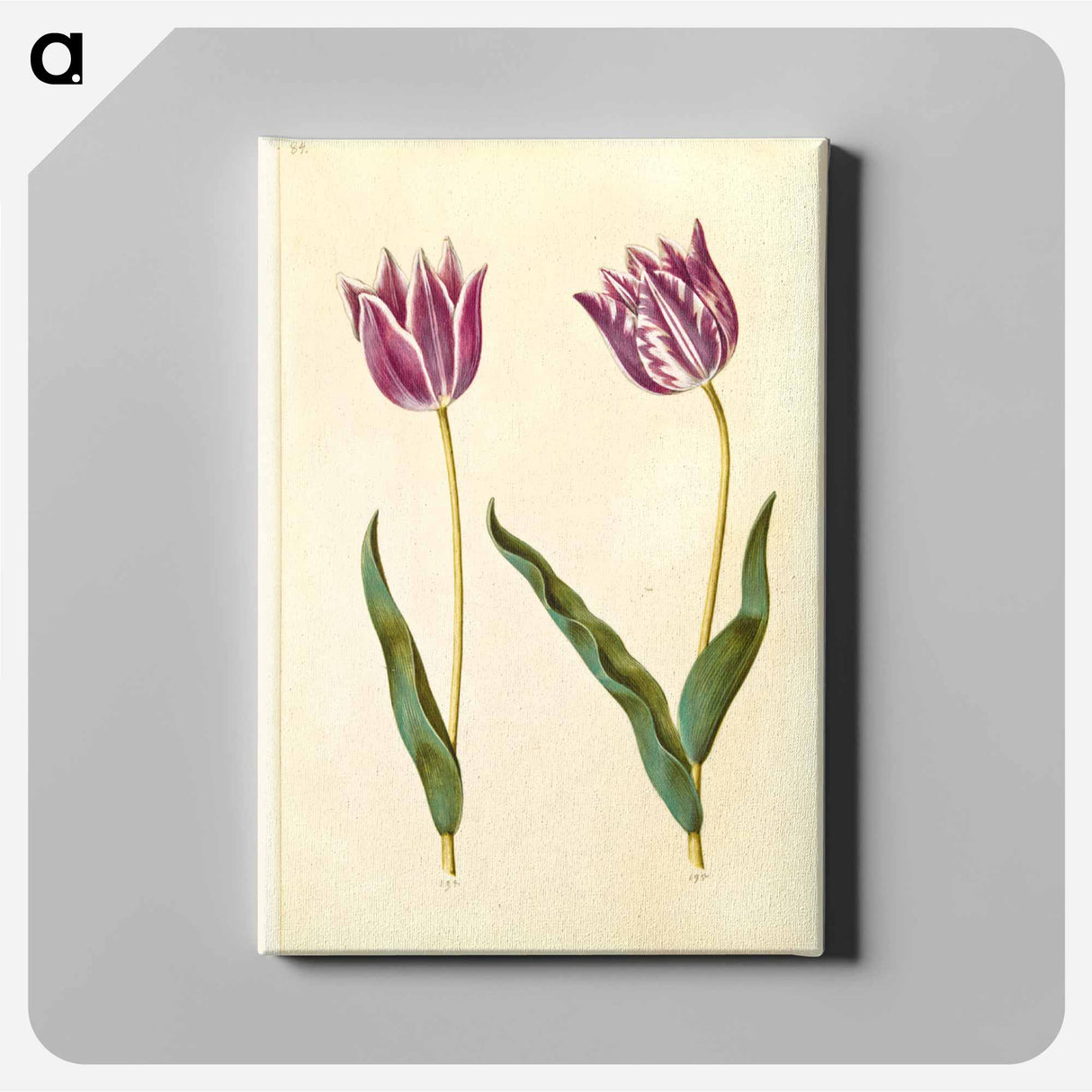 アートパネル-Tulipa gesneriana
- マリア ジビーラ メーリアン Canvas.