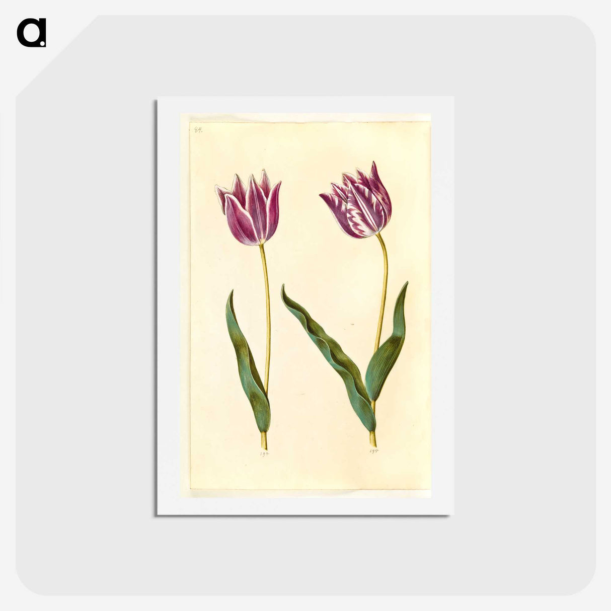 3-32_Maria-Sibylla-Merian_hagaki