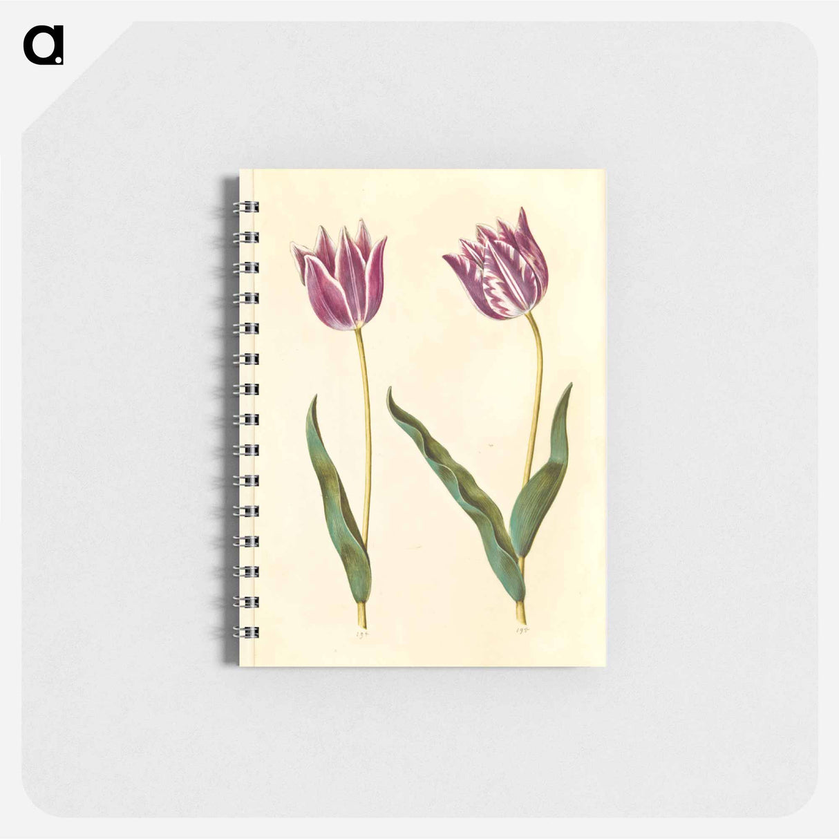 アートメモ帳-Tulipa gesneriana
- マリア ジビーラ メーリアン Memo.
