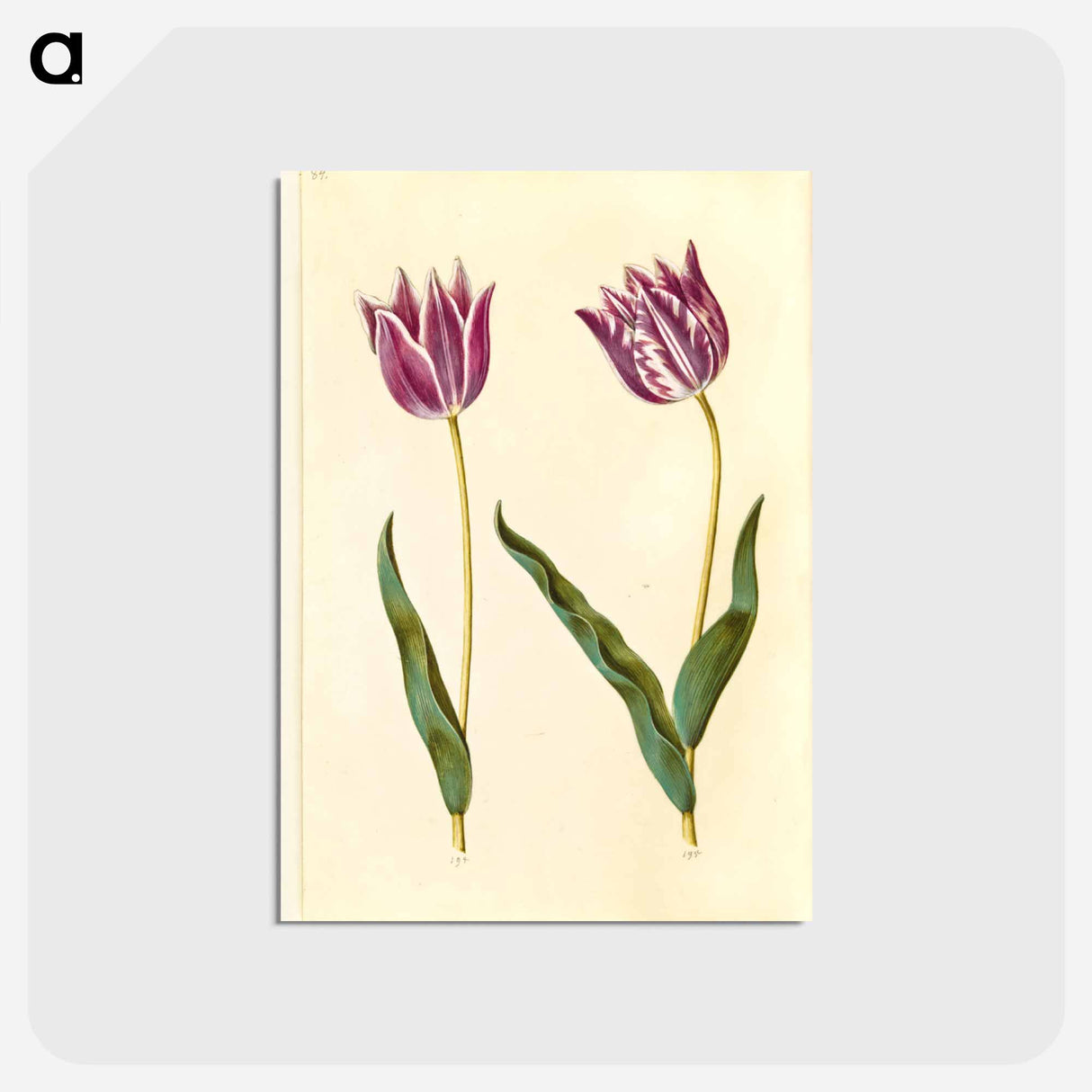アートポストカード-Tulipa gesneriana
- マリア ジビーラ メーリアン Postcard.
