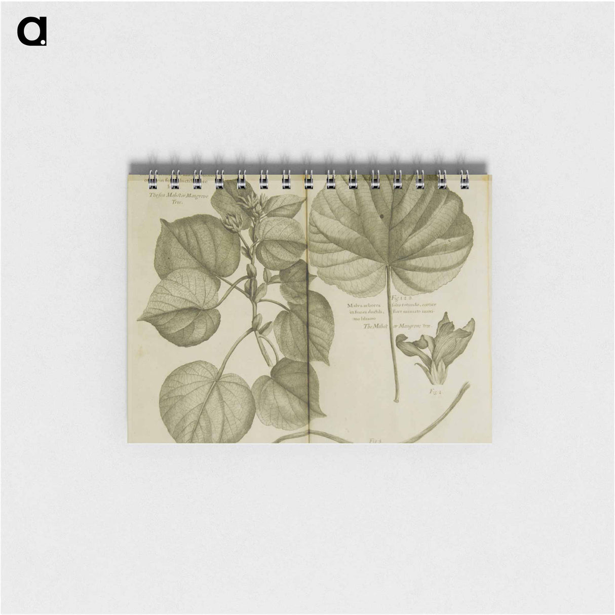 アートメモ帳-Mahot or Mangrove Tree: Malva Arborea Folio Rotundo
- 国立医学図書館 Memo.