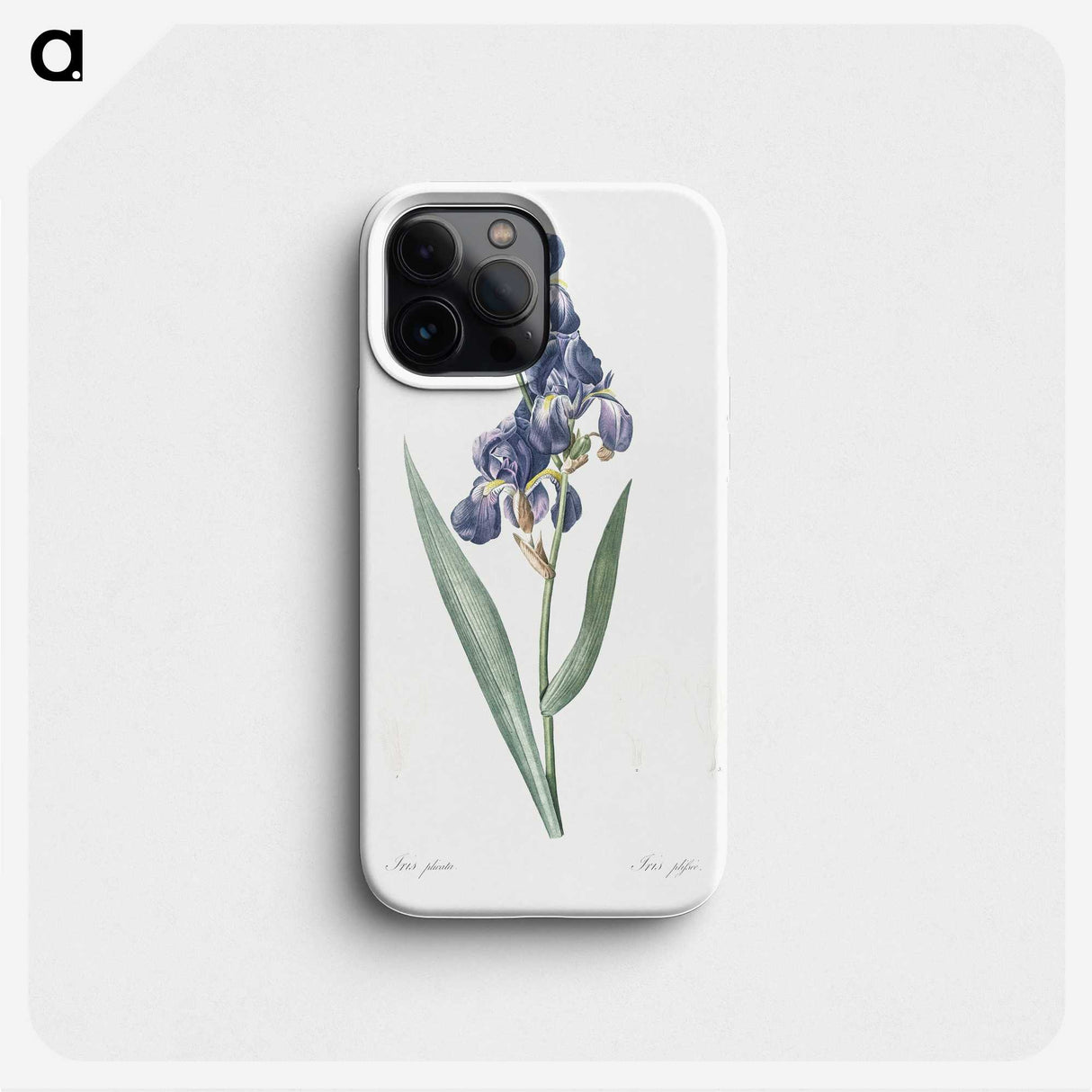 3-32_Pierre-Joseph-Redoute_phone