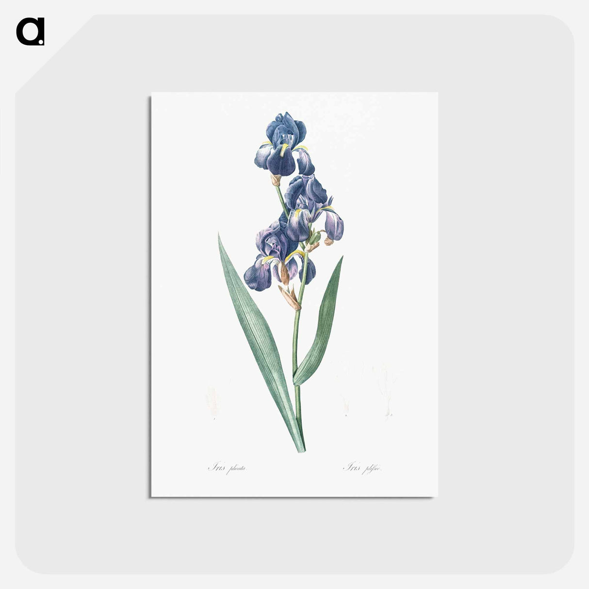 アートポストカード-Dalmatian iris illustration - ピエール ジョゼフ ルドゥーテ Postcard.