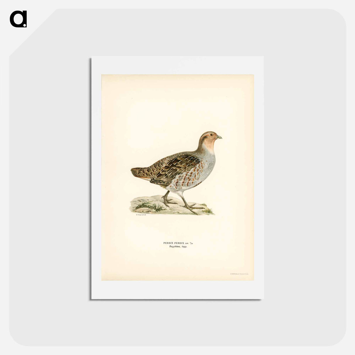 アートポストカード-Grey Partridge
- スヴェンスカ フォグラル Postcard.