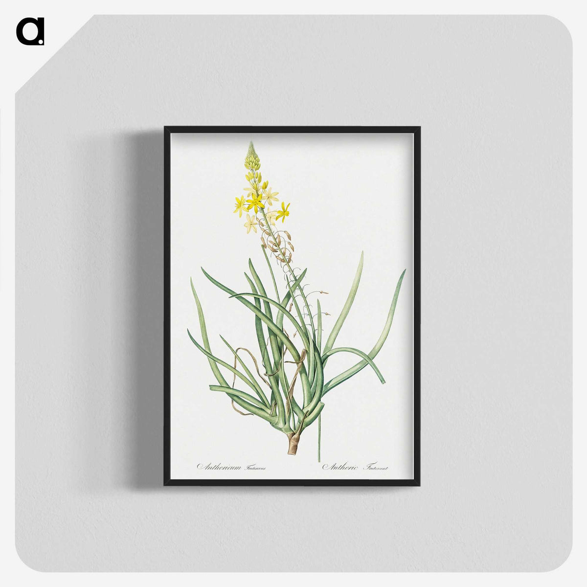 3-32_The-Lilies_blk-crop