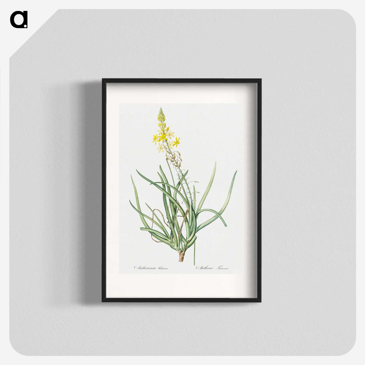 3-32_The-Lilies_blk